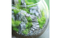 《苔テラリウム・コケリウム》階段の風景&nbsp;ボウルLL