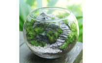 《苔テラリウム・コケリウム》階段の風景&nbsp;ボウルL