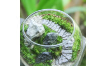 《苔テラリウム・コケリウム》階段の風景&nbsp;ボウルL