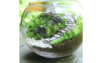 《苔テラリウム・コケリウム》階段の風景&nbsp;ボウルL