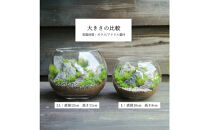 《苔テラリウム・コケリウム》階段の風景&nbsp;ボウルL