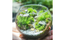 【渓流編】苔テラリウム制作キット（ツール付き）