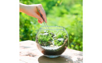【渓流編】苔テラリウム制作キット（ツール付き）