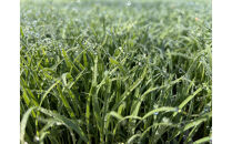 [令和7年産]&nbsp;　JAS認定　有機栽培米　農薬・化学肥料不使用の米　南魚沼産こしひかり3kg&nbsp;&nbsp;八海山の里で実りました。