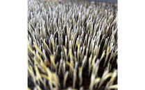 【全10回】[令和7年産]JAS認定&nbsp;有機栽培米[定期便]農薬・化学肥料不使用の米&nbsp;南魚沼産こしひかり5kgx10回（月1回)八海山の里で実りました。