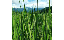 【全10回】[令和7年産]JAS認定&nbsp;有機栽培米[定期便]農薬・化学肥料不使用の米&nbsp;南魚沼産こしひかり5kgx10回（月1回)八海山の里で実りました。