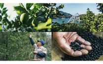 サクラオ&nbsp;ジントニック&nbsp;オリジナル&nbsp;350mlｘ24