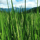 [令和7年産]はさがけJAS認定　有機栽培米　農薬・化学肥料不使用の米　南魚沼産こしひかり3kg&nbsp;&nbsp;八海山の里で実りました。