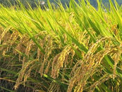 内子からり米　令和7年産ヒノヒカリ（精米10kg×1袋）【北海道・沖縄配送不可】【お米&nbsp;こめ&nbsp;食品&nbsp;人気&nbsp;おすすめ&nbsp;送料無料】