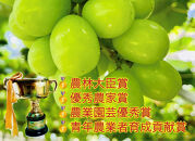 ぶどう2026年&nbsp;&nbsp;岡山県産シャインＪｅｗｅｌｒｙ&nbsp;ｂｏｘ赤レッドリボン化粧箱入り18粒贈答用