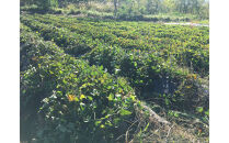 北海道産自然栽培のさつまいも１キロ【なると金時】