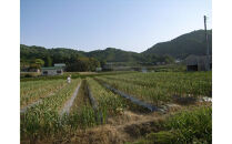 訳あり　熟成　割り黒ニンニク