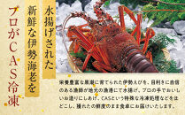 【年末配送】CAS凍結 伊勢海老 姿造り 500g ～ 600g 約2人前