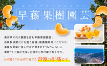 有機みかんジュース&nbsp;果汁100%　1000ml×2本&nbsp;|&nbsp;湯河原町&nbsp;有機農園&nbsp;完全無農薬&nbsp;青島みかん&nbsp;朝食&nbsp;ドリンク