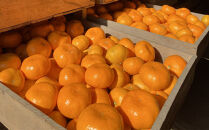 年末年始にも楽しめる　早出し　青島みかん　10kg　2025年12月21日頃～年内に発送