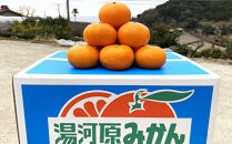 年末年始にも楽しめる　早出し　青島みかん　10kg　2025年12月21日頃～年内に発送