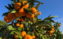 年末年始にも楽しめる　早出し　青島みかん　5kg　　2025年12月21日頃～年内に発送