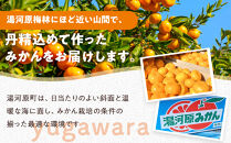 年末年始にも楽しめる　早出し　青島みかん　5kg　　2025年12月21日頃～年内に発送&nbsp;|&nbsp;湯河原町&nbsp;青島みかん&nbsp;5kg&nbsp;フルーツ&nbsp;蔵出し貯蔵&nbsp;濃厚