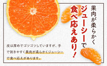 年末年始にも楽しめる　早出し　青島みかん　5kg　　2025年12月21日頃～年内に発送&nbsp;|&nbsp;湯河原町&nbsp;青島みかん&nbsp;5kg&nbsp;フルーツ&nbsp;蔵出し貯蔵&nbsp;濃厚