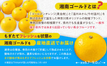 【希少フルーツ】もぎたて・湘南ゴールド(大玉)2kg　2026年1月中旬～下旬頃発送予定&nbsp;|&nbsp;湯河原町&nbsp;大玉&nbsp;2kg&nbsp;種なし&nbsp;果物&nbsp;柑橘系&nbsp;ハウス栽培&nbsp;地域特産品