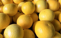 【希少フルーツ】もぎたて・湘南ゴールド(大玉)5kg　2026年1月中旬～下旬頃発送予定