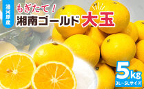 【希少フルーツ】もぎたて・湘南ゴールド(大玉)5kg　2026年1月中旬～下旬頃発送予定&nbsp;|&nbsp;湯河原町&nbsp;大玉&nbsp;5kg&nbsp;種なし&nbsp;柑橘系&nbsp;ハウス栽培&nbsp;地域特産品