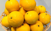 【希少フルーツ】熟成・湘南ゴールド(L・Mサイズ)5kg　2026年3月上旬～3月中旬頃発送予定