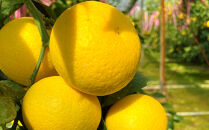 【希少フルーツ】熟成・湘南ゴールド(L・Mサイズ)2kg　2026年3月上旬～3月中旬頃発送予定