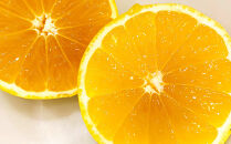 【希少フルーツ】熟成・湘南ゴールド(L・Mサイズ)2kg　2026年3月上旬～3月中旬頃発送予定