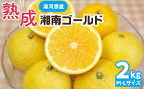 【希少フルーツ】熟成・湘南ゴールド(L・Mサイズ)2kg　2026年3月上旬～3月中旬頃発送予定&nbsp;|&nbsp;湯河原町&nbsp;&nbsp;中玉&nbsp;Lサイズ&nbsp;Mサイズ&nbsp;2kg&nbsp;熟成&nbsp;濃厚&nbsp;地域特産品&nbsp;柑橘類