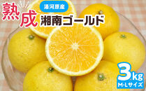 【希少フルーツ】熟成・湘南ゴールド(L・Mサイズ)3kg　2026年3月上旬～3月中旬頃発送予定&nbsp;|&nbsp;湯河原町&nbsp;&nbsp;中玉&nbsp;Lサイズ&nbsp;Mサイズ&nbsp;3kg&nbsp;熟成&nbsp;濃厚&nbsp;地域特産品&nbsp;柑橘類