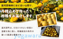 【希少フルーツ】熟成・湘南ゴールド(L・Mサイズ)3kg　2026年3月上旬～3月中旬頃発送予定&nbsp;|&nbsp;湯河原町&nbsp;&nbsp;中玉&nbsp;Lサイズ&nbsp;Mサイズ&nbsp;3kg&nbsp;熟成&nbsp;濃厚&nbsp;地域特産品&nbsp;柑橘類