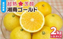 【希少フルーツ】超熟☆芳醇・湘南ゴールド(L・2Lサイズ)2kg　2026年3月下旬頃～発送予定&nbsp;|&nbsp;湯河原町&nbsp;中玉&nbsp;Lサイズ&nbsp;2Lサイズ&nbsp;2kg&nbsp;長期熟成&nbsp;種なし&nbsp;地域特産品