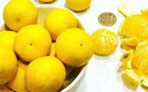 【希少フルーツ】甘ウマ☆小玉・湘南ゴールド(2Sサイズ)　2kg　2026年2月下旬～3月中旬頃発送予定