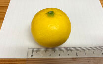 【希少フルーツ】甘ウマ☆小玉・湘南ゴールド(2Sサイズ)　3kg　2026年2月下旬～3月中旬頃発送予定