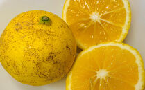 【希少フルーツ】【露地栽培】湘南ゴールド(家庭用)　3kg　2026年3月下旬頃～4月中旬頃発送予定