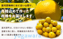 【希少フルーツ】【露地栽培】湘南ゴールド(家庭用)　3kg　2027年3月中旬頃～3月下旬頃発送予定&nbsp;|&nbsp;湯河原町&nbsp;3kg&nbsp;地域特産品&nbsp;露地栽培&nbsp;熟成&nbsp;柑橘類&nbsp;フレッシュ