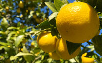 【希少フルーツ】【露地栽培】湘南ゴールド(家庭用)　2kg　2026年3月下旬頃～4月中旬頃発送予定