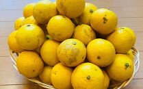 【希少フルーツ】【露地栽培】湘南ゴールド(家庭用)　2kg　2026年3月下旬頃～4月中旬頃発送予定