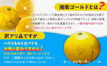【希少フルーツ】【露地栽培】湘南ゴールド(家庭用)　2kg　2027年3月中旬頃～3月下旬頃発送予定&nbsp;|&nbsp;湯河原町&nbsp;2kg&nbsp;地域特産品&nbsp;露地栽培&nbsp;熟成&nbsp;柑橘類&nbsp;フレッシュ