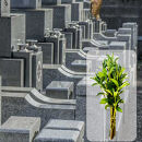 ［全12回］ お墓掃除定期便＋しきみ１対