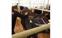 藤増&nbsp;しまね和牛ロース&nbsp;スライス&nbsp;550g【冷蔵】｜しまね和牛&nbsp;黒毛和牛&nbsp;ロース&nbsp;スライス&nbsp;550g&nbsp;すき焼き&nbsp;冷蔵&nbsp;肉&nbsp;藤増&nbsp;ふるさと納税&nbsp;出雲市