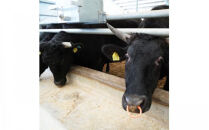 藤増 しまね和牛モモ スライス 700g【冷蔵】