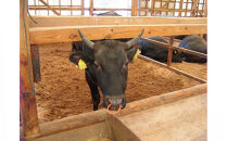 藤増&nbsp;しまね和牛モモ切落し&nbsp;750ｇ【冷蔵】｜しまね和牛&nbsp;黒毛和牛&nbsp;モモ&nbsp;切り落とし&nbsp;750g&nbsp;冷蔵&nbsp;牛肉&nbsp;肉&nbsp;藤増&nbsp;ふるさと納税&nbsp;出雲市