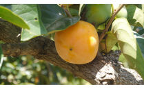 佐渡・高島農場のあんぽ柿　4パック入り【農薬不使用】	