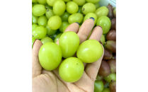 ぶどう2026年シャインマスカット18粒入り化粧箱ゴールド