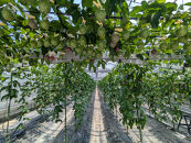 先行受付【農薬・除草剤不使用】奄美大島農家直送　樹上完熟パッションフルーツ３kg&nbsp;|&nbsp;先行予約&nbsp;産地直送&nbsp;パッションフルーツ&nbsp;フルーツ&nbsp;果物&nbsp;南国&nbsp;新鮮&nbsp;甘み&nbsp;奄美大島