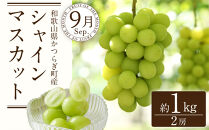 定期便全3回 【7月・8月・9月発送】 和歌山の夏のフルーツをお届け（桃・梨・シャインマスカット） ［TM224］