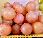 ぶどう2026年クイーンニーナ18粒入り化粧箱レッド