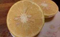 奄美大島産 島れもん 5kg＜芳醇な香りと爽やかな味の国産レモン＞|レモン れもん 檸檬 柑橘 フルーツ ふるーつ 果物 くだもの